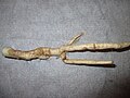 Kuzgi Mehrigyohning ildizi yuvilgan (M. autumnalis)