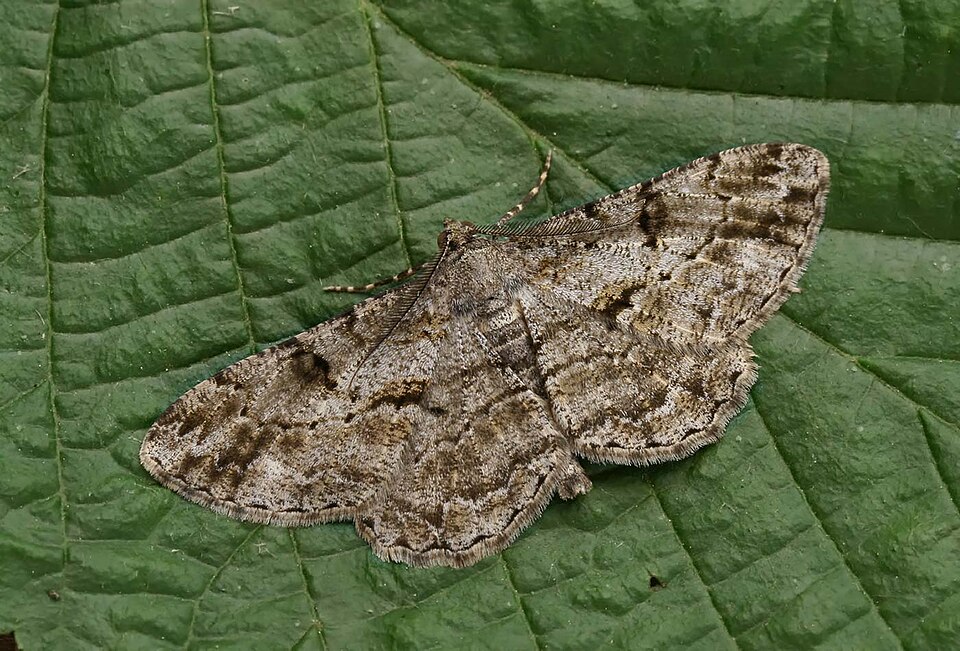 Fayl:Peribatodes rhomboidaria - male (2009-05-23).jpg