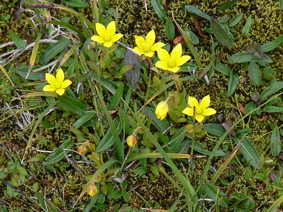 Fayl:Skaftafell - Gelbe Blüten.jpg