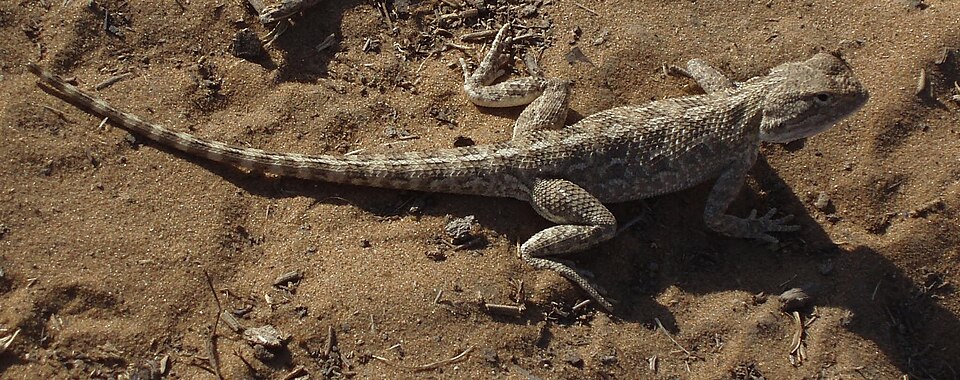 Fayl:Trapelus sanguinolenta UZB.jpg