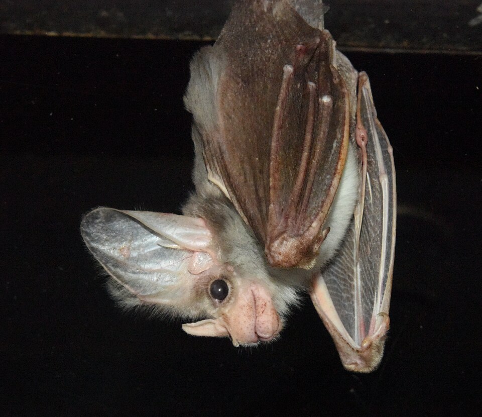 Fayl:(1)Ghost Bat 078.jpg