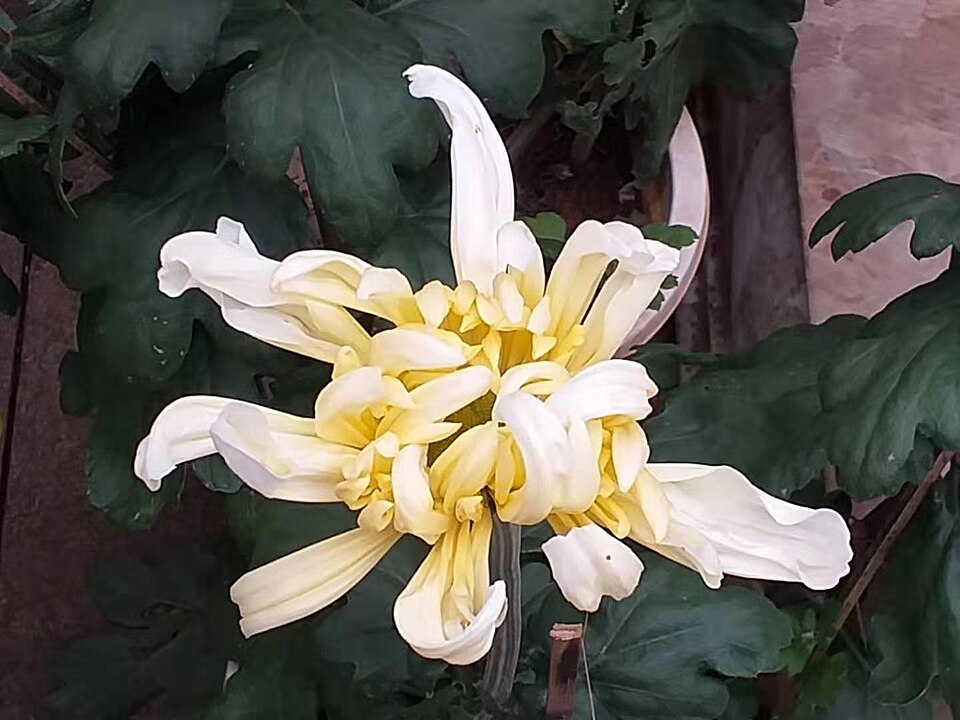 Fayl:菊花 20190925192310 04.jpg