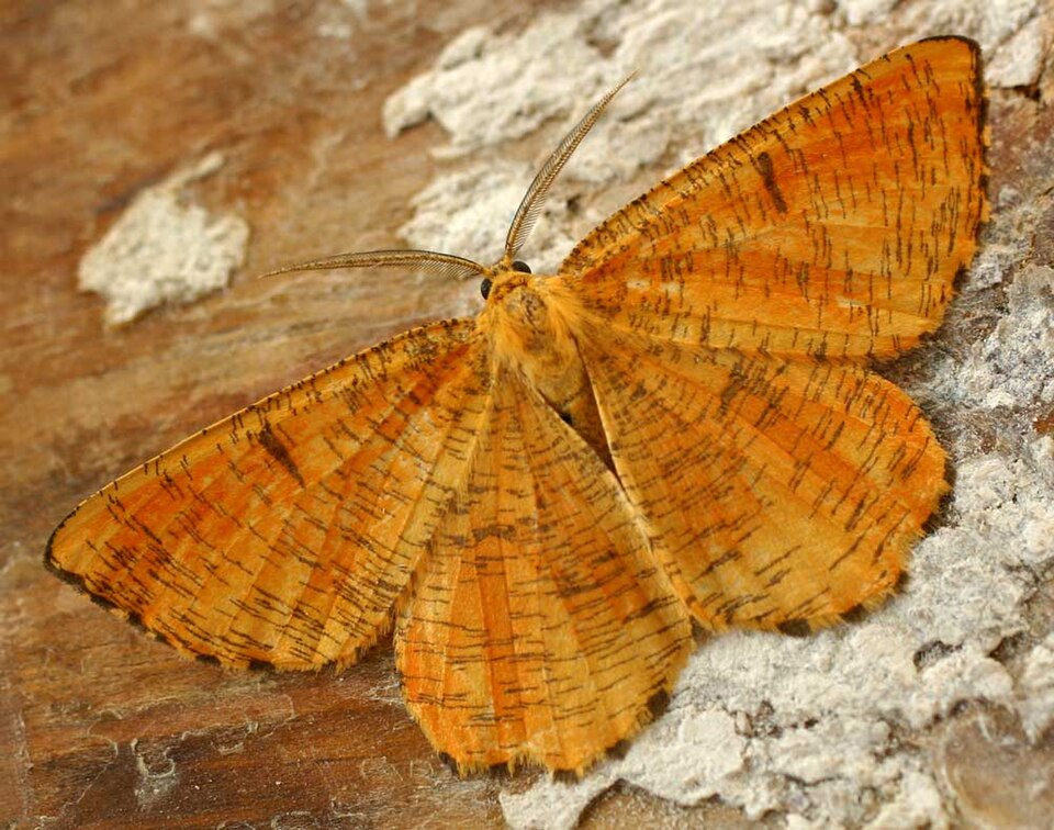 Fayl:Angerona prunaria01.jpg