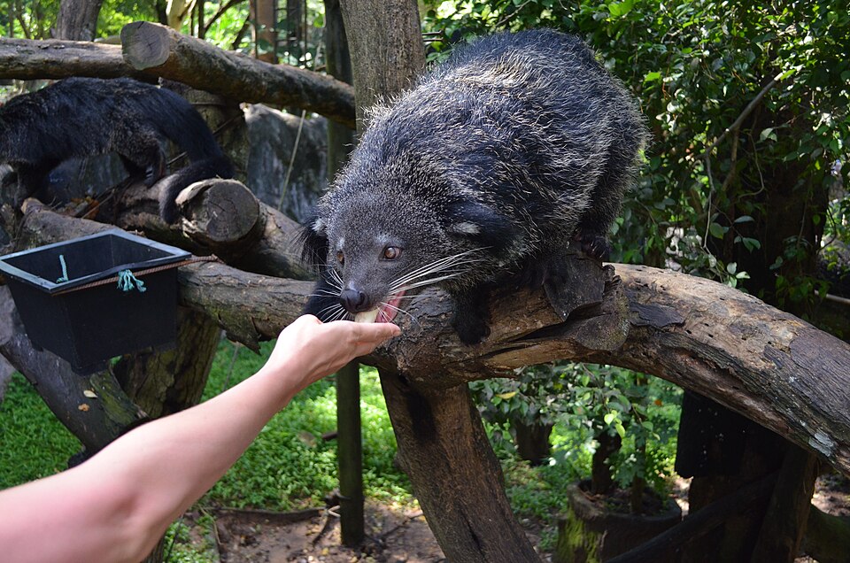 Fayl:Binturong001.JPG