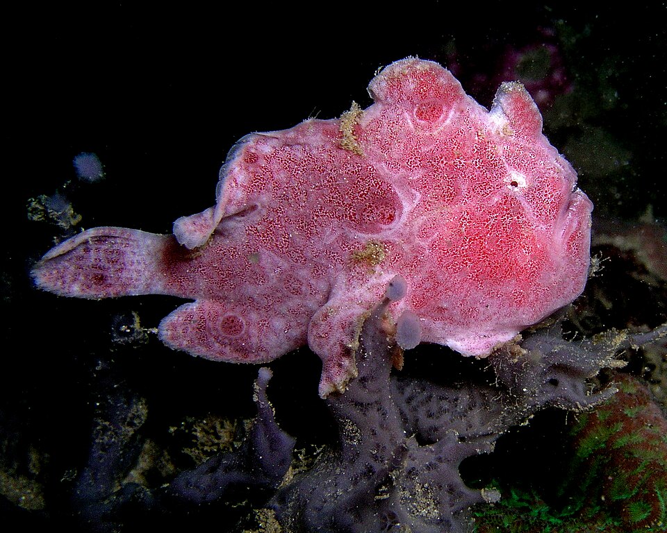 Fayl:Frogfish ocellated.jpg