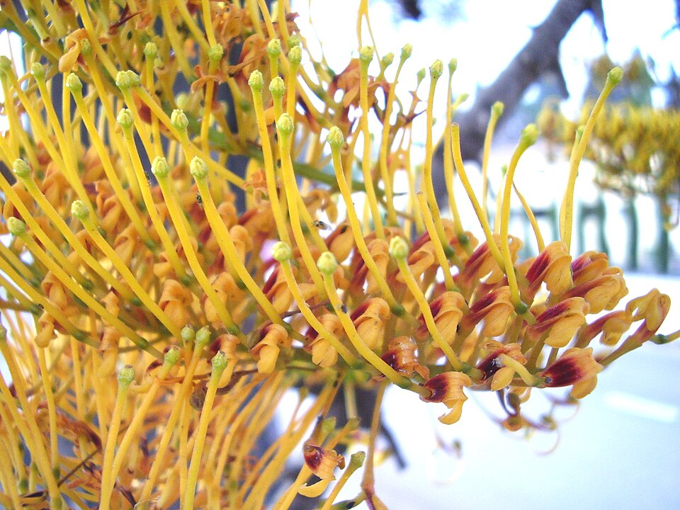 Fayl:Grevillea robusta flowers 01.jpg