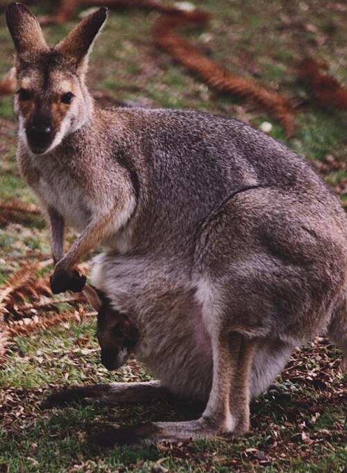 Fayl:Kangaroo au.jpeg