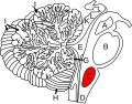 Uzunchoq miya (qizil) va atrof toʻqimalarning boʻylama kesimi.