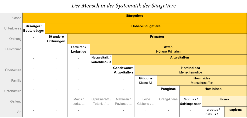 Fayl:Mensch primaten systematik säugetiere.png