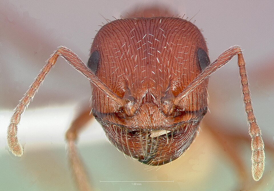 Fayl:Pogonomyrmex salinus casent0005719 head 1.jpg