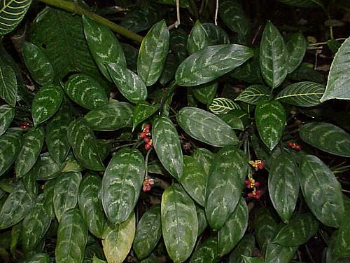 Aglaonema