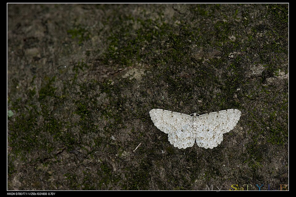 Fayl:Catoria sublavaria (14950094349).jpg