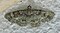 Gymnoscelis
