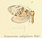 Neopseustidae