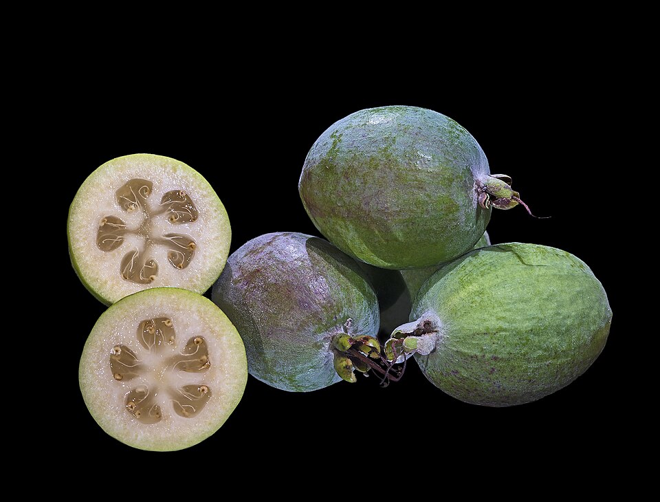 Fayl:Acca sellowiana Fruit MHNT Fronton.jpg