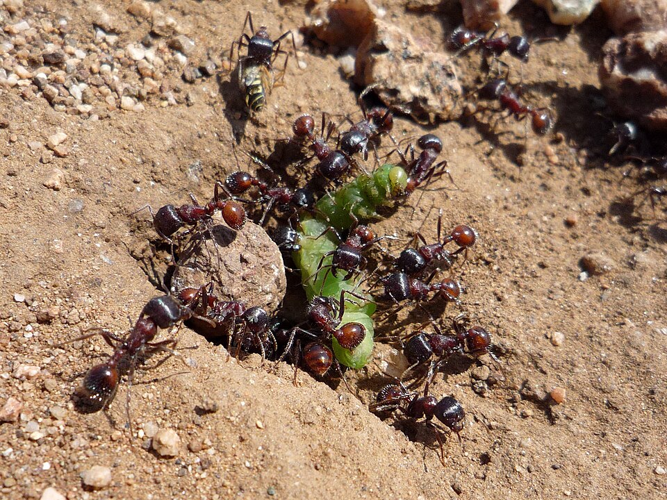 Fayl:Ants Eating A Caterpillar.jpg