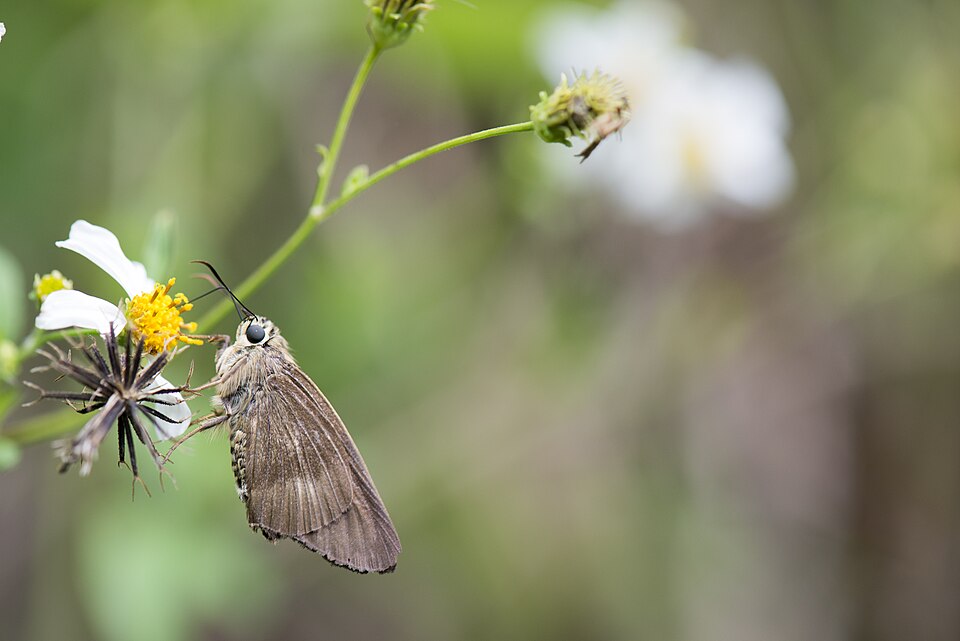 Fayl:Badamia exclamationis (42241811380).jpg