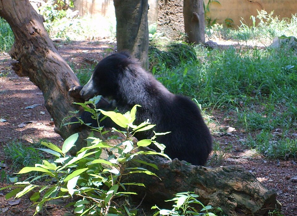 Fayl:Bear in Dehiwala zoo.JPG