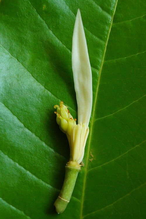 Fayl:Champak flower parts.jpg