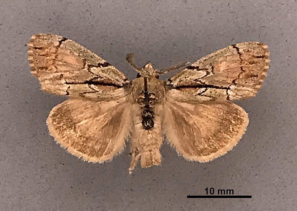 Fayl:Dasychira dominickaria MEM304075.jpg