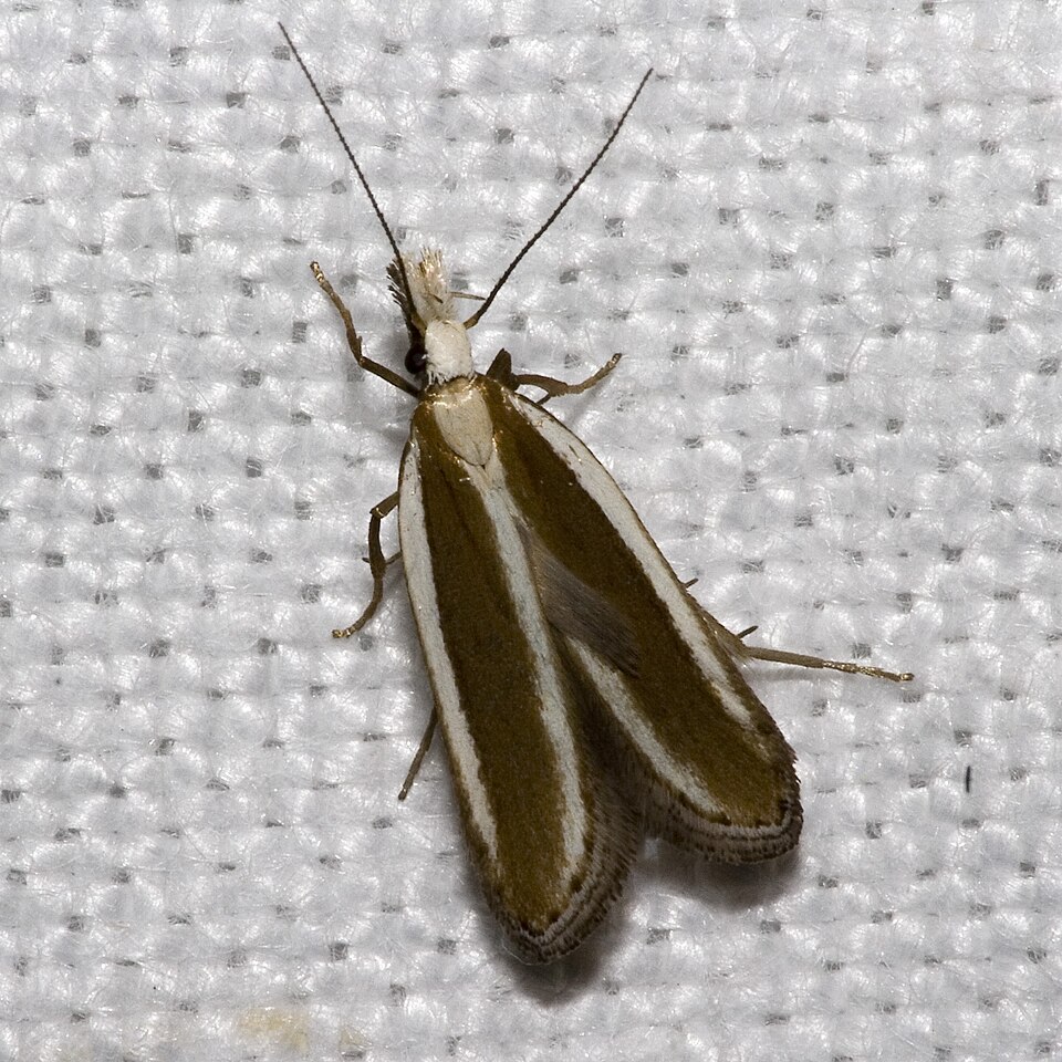 Fayl:Dichomeris.marginella.7461.jpg