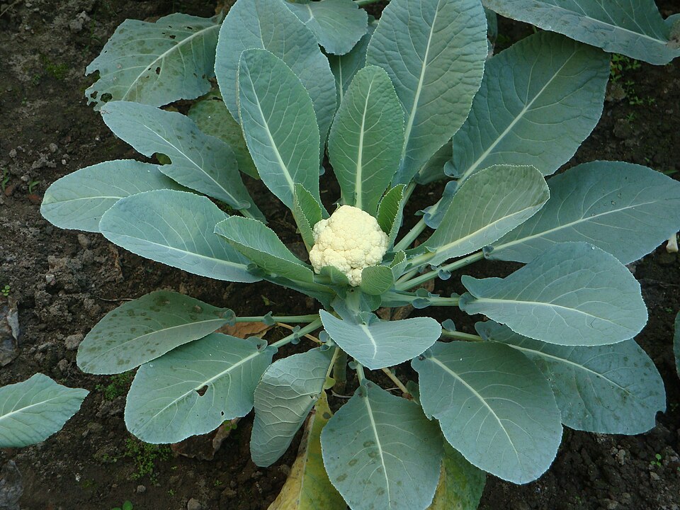 Fayl:Growing Cauliflower.jpg