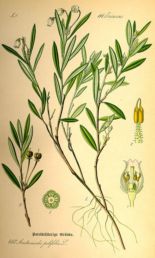 Fayl:Illustration Andromeda polifolia0.jpg