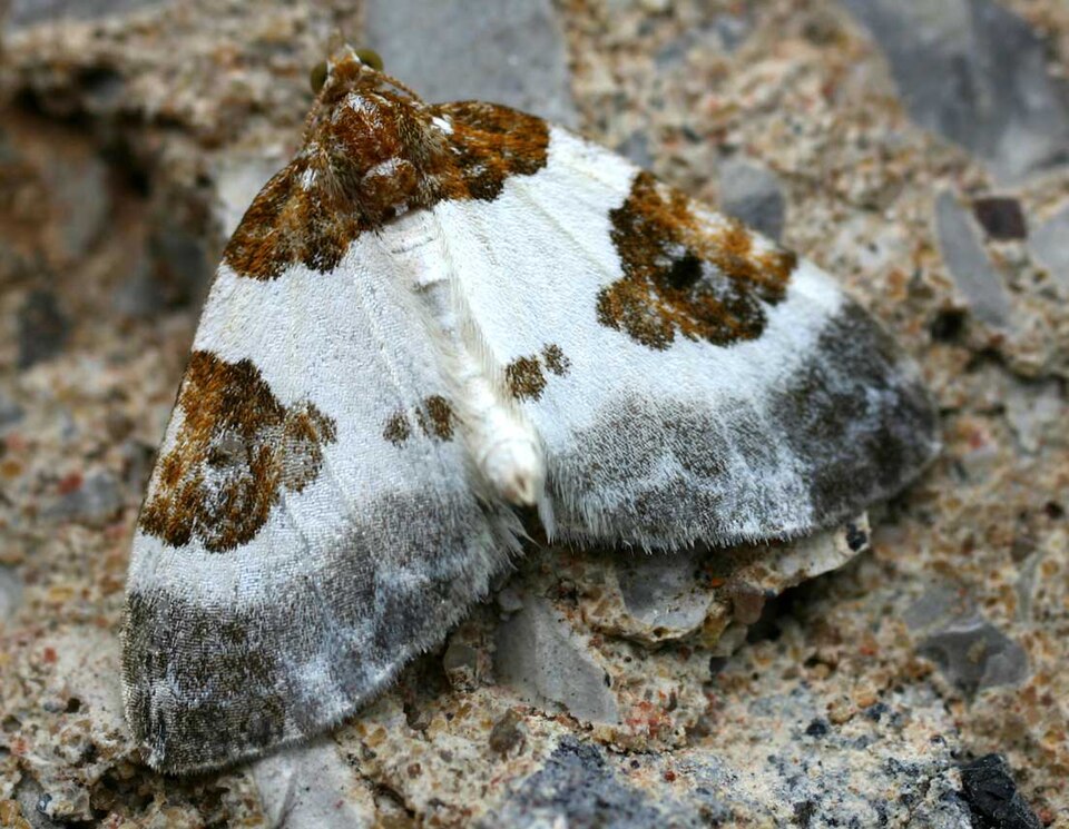 Fayl:Plemyria rubiginata01.jpg