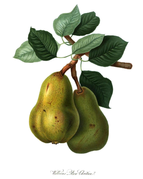 Fayl:Williams Bon Chrétien 1822.png