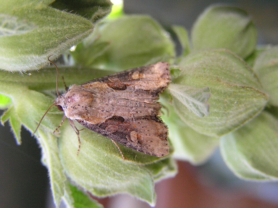 Fayl:Apamea ophiogramma 140705.jpg