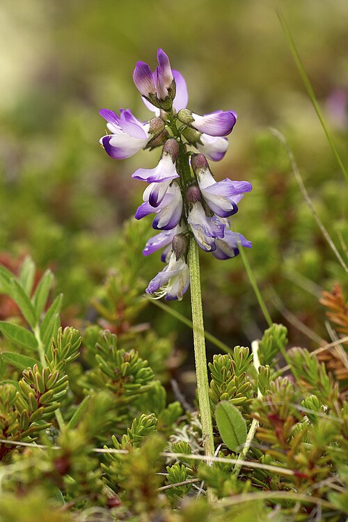 Fayl:Astragalus alpinus LC0319.jpg