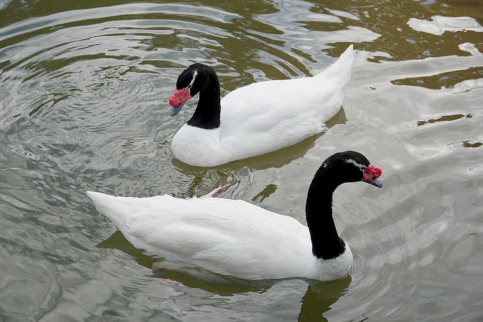 Fayl:Black-necked Swan.jpg