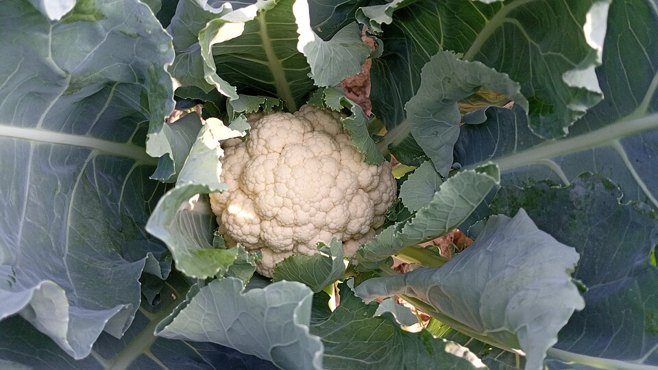 Fayl:Brassica oleracea var in pabna.jpg