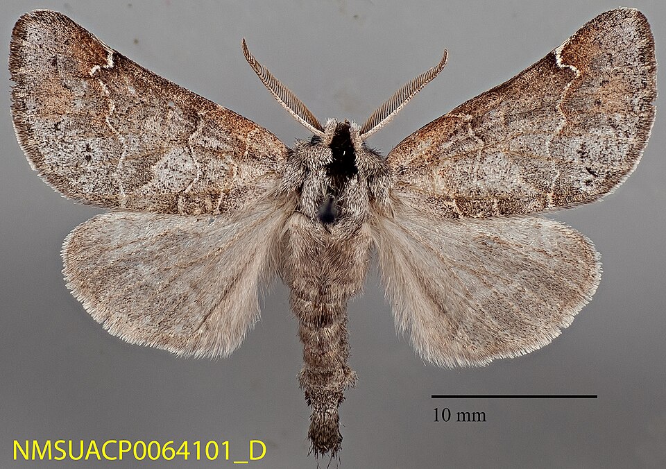 Fayl:Clostera paraphora NMSUACP0064101 D.jpg