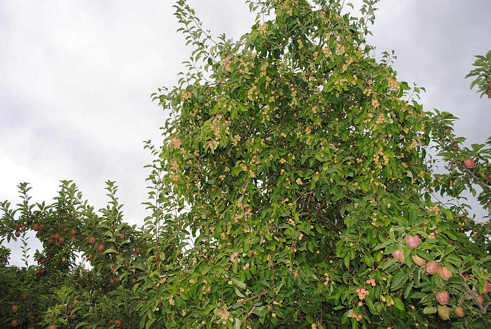Fayl:Crabapple1.jpg