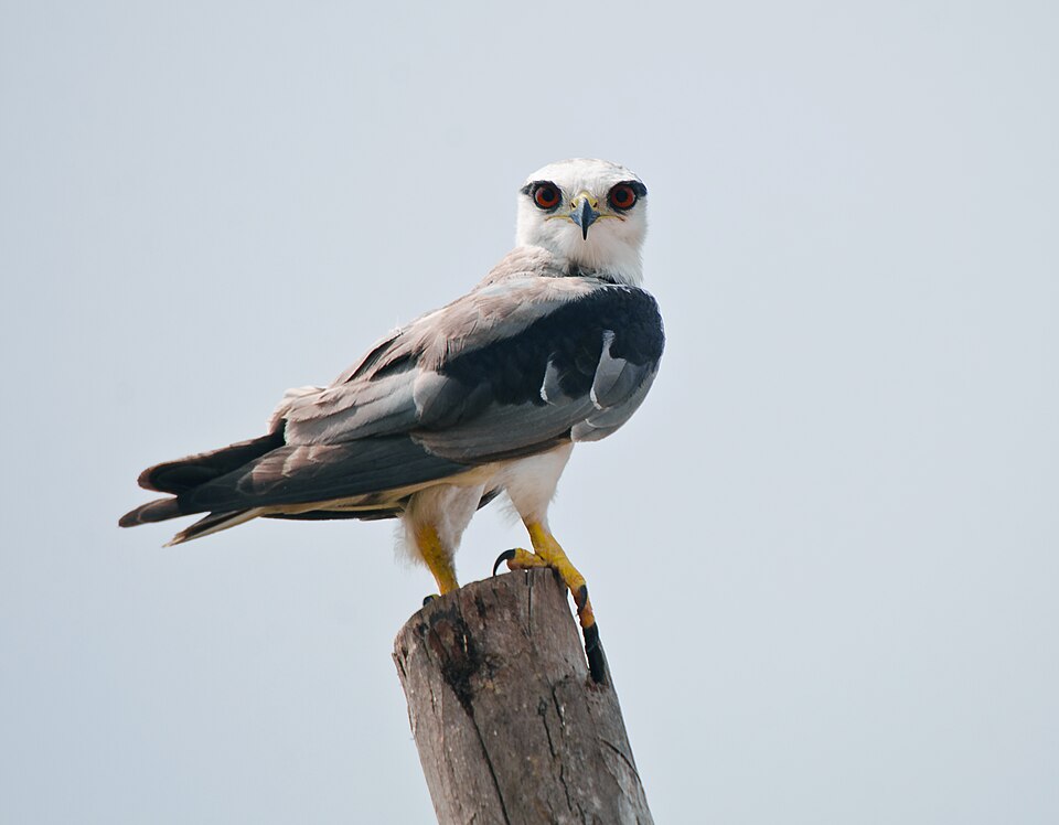 Fayl:Elanus caeruleus Annamalaichery.jpg