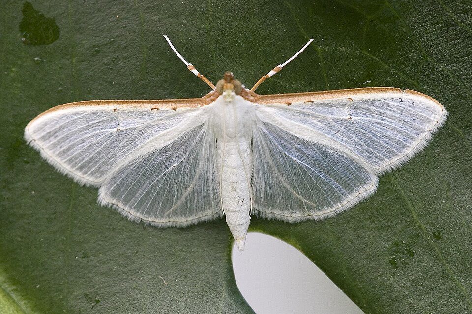 Fayl:Palpita.vitrealis.7611.jpg