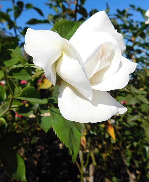 Fayl:Rosa Sugar Moon.jpg