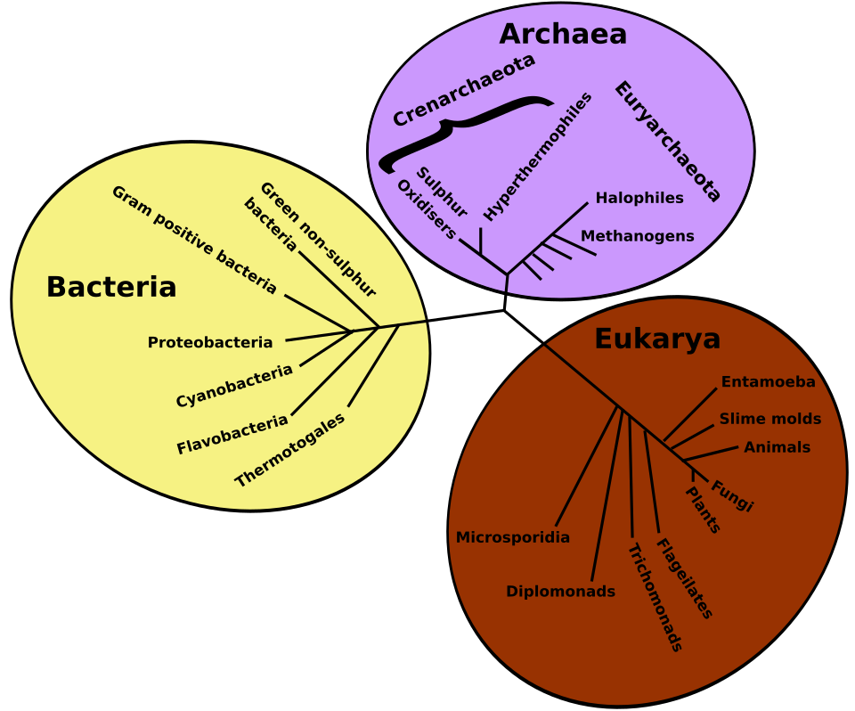 Fayl:Tree of life.svg