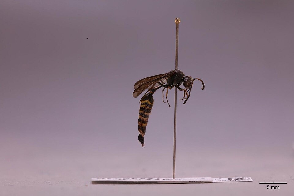 Fayl:Alphamenes convexus (Fox, 1899) 2013670596.jpg
