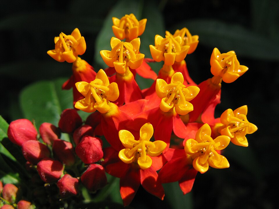 Fayl:Asclepias curassavica 1854.jpg
