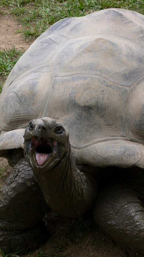 Fayl:Harriet sticking out her tongue.jpg