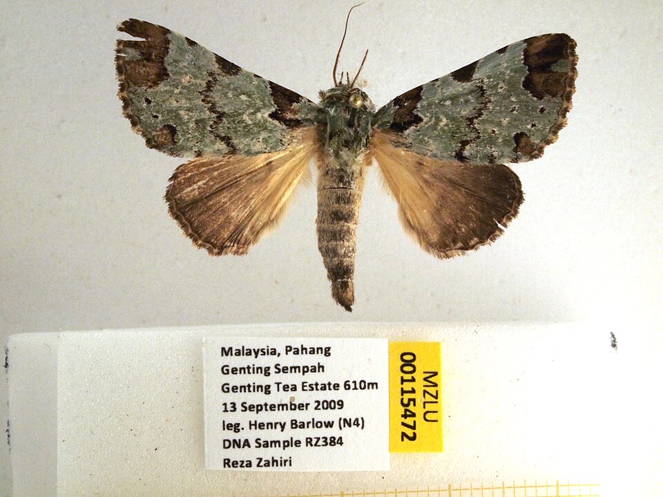 Fayl:MZLU-00115472 (50985947458).jpg