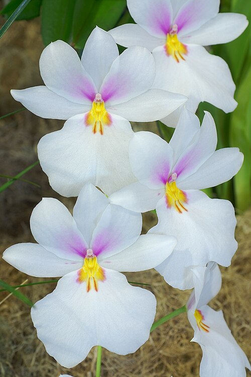 Fayl:Miltoniopsis vexillaria.jpg