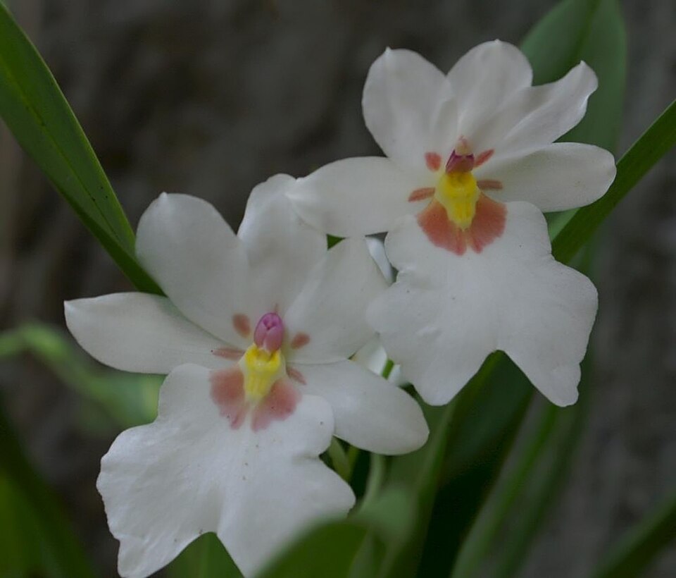 Fayl:Miltoniopsis warscewiczii 0zz.jpg