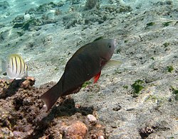 Ayol Scarus psittacus (= boshlangʻich bosqich)