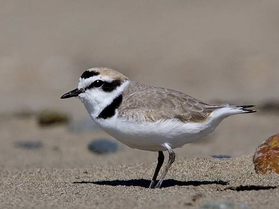 Fayl:Snowy Plover Morro Strand.jpg