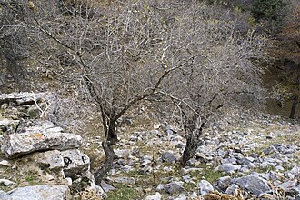 Zarafshon togʻ tizmasida joylashgan dovon