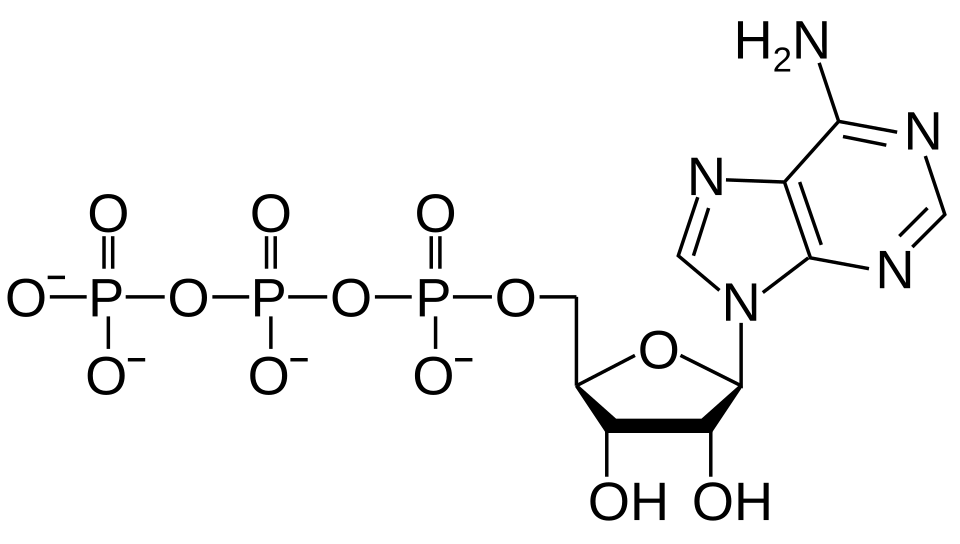 Fayl:ATP structure revised.svg