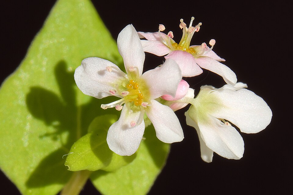 Fayl:Buckwheat flowers macro.jpg